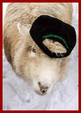sheep in a hat